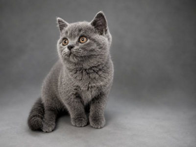 Clover British Shorthair Blue Kitten - British Shorthair - Gallery Photo #1