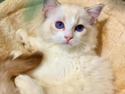 Isabella - Ragdoll - Gallery Photo #1