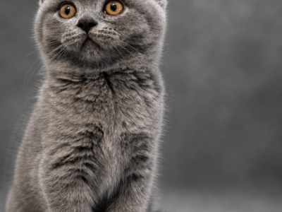 Reed British Shorthair Blue Kitten - British Shorthair - Gallery Photo #1