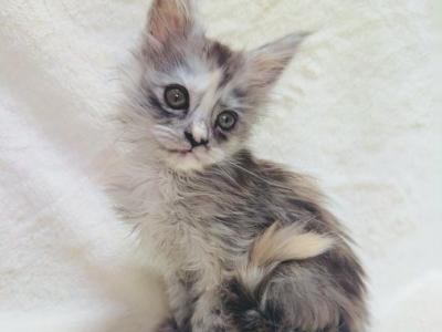 Foxxy Polydactyl - Maine Coon - Gallery Photo #1