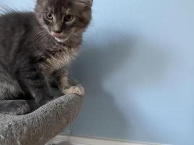 Elsa - Maine Coon - Gallery Photo #1