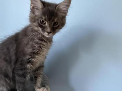Elsa - Maine Coon - Gallery Photo #1