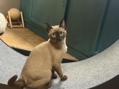 Tonkinese - Tonkinese - Gallery Photo #1