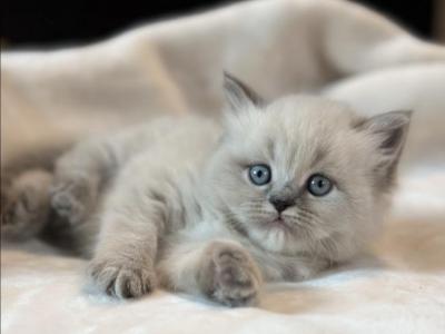 Stevie Blue Point Lynx Litter G - Himalayan - Gallery Photo #1