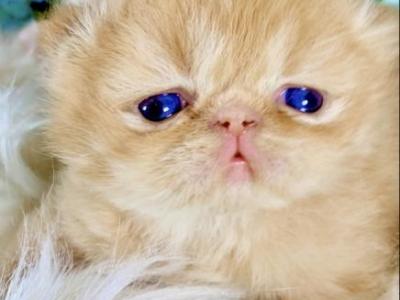 Pikachu - Persian - Gallery Photo #1