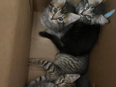 Kittens Available To Rehome - American Bobtail - Gallery Photo #1
