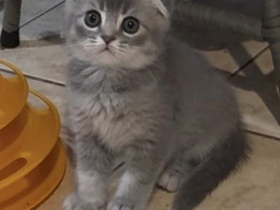Scottish Fold Male - Scottish Fold - Gallery Photo #1