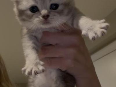 Scottish Fold Female Available For Reservation - Scottish Fold - Gallery Photo #1