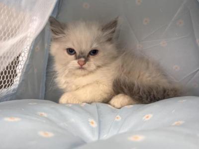 Daisy - Ragdoll - Gallery Photo #1