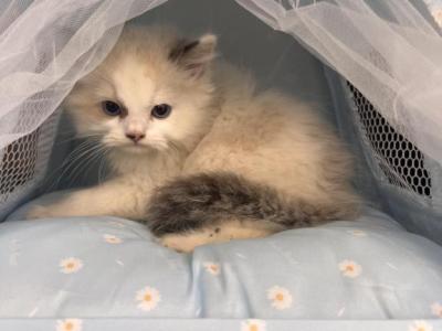 Vanilla - Ragdoll - Gallery Photo #1