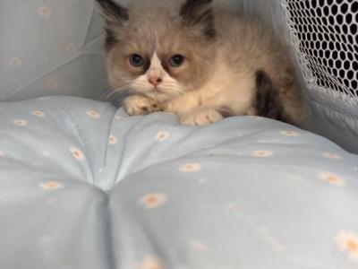 Pepper - Ragdoll - Gallery Photo #1