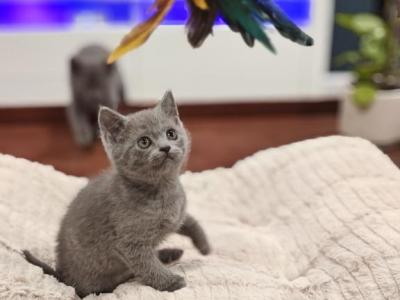 Millie - British Shorthair - Gallery Photo #1