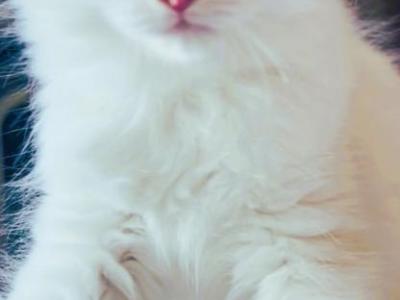 ICE CREAM VANILLA BEEN - Ragdoll - Gallery Photo #1