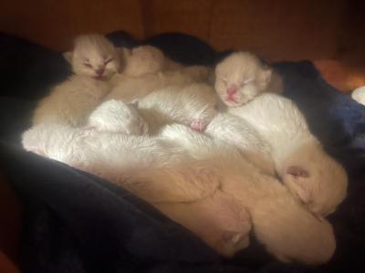 Ragamese - Ragdoll - Gallery Photo #1