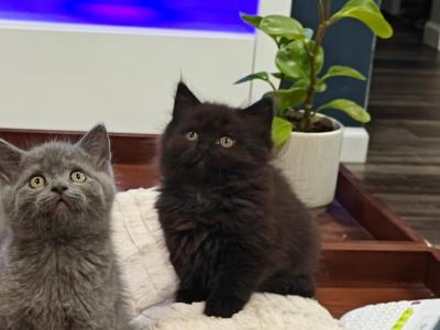 Winston - British Shorthair - Gallery Photo #1