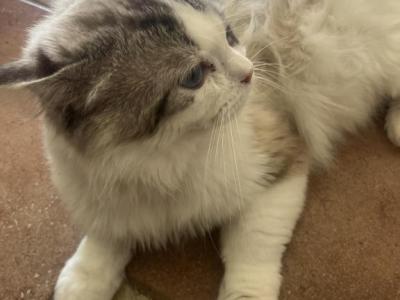 Ragdoll - Ragdoll - Gallery Photo #1