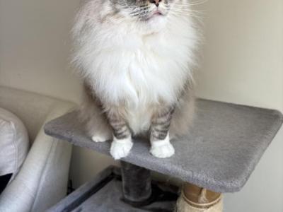 Orian - Ragdoll - Gallery Photo #1