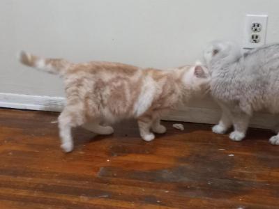 George Half Off Summer Sale - British Shorthair - Gallery Photo #1
