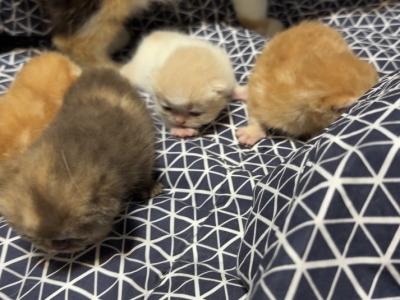 Exotic Litter Kittens - Exotic - Gallery Photo #1