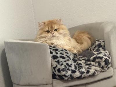 Toulouse - British Shorthair - Gallery Photo #1