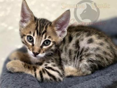 SBT Savannahs - Savannah - Gallery Photo #1