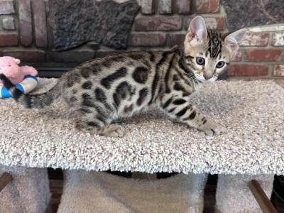 Blue Baron - Bengal - Gallery Photo #1