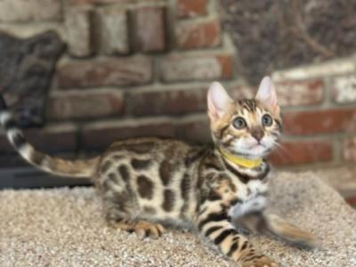 Yellow Duchess - Bengal - Gallery Photo #1
