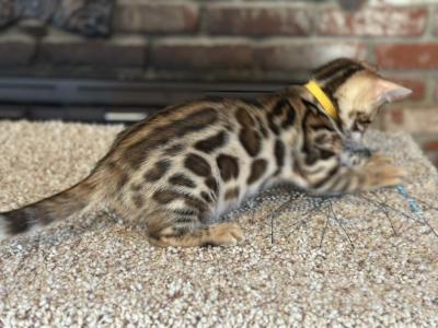 Bengal Girl - Bengal - Gallery Photo #1