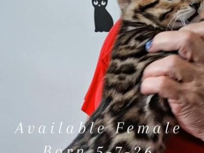 Female - Bengal - Gallery Photo #1