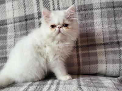 White Persian Kitten - Persian - Gallery Photo #1
