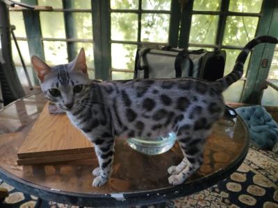 Barrettsbengals Princess Leia - Bengal - Gallery Photo #1