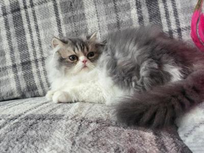 Blue And White Female Persian - Persian - Gallery Photo #1