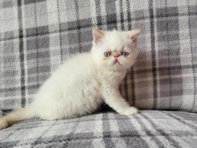 Himalayan Kittens Available - Himalayan - Gallery Photo #1