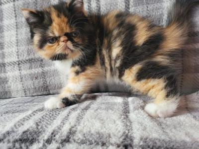 Calico Persian Kitten - Persian - Gallery Photo #1
