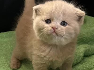 Marwa - Scottish Fold - Gallery Photo #1