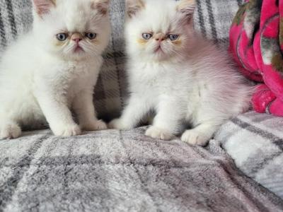 Flame Point Himalayan Male Kitten - Exotic - Gallery Photo #1