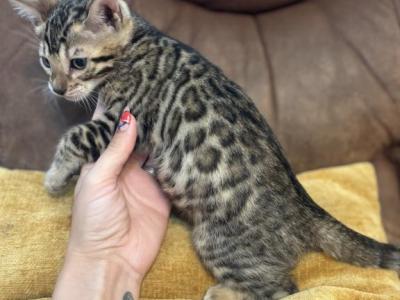 Lolly - Bengal - Gallery Photo #1