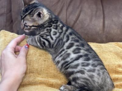 Pop - Bengal - Gallery Photo #1