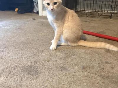 Sweet Pea - American Shorthair - Gallery Photo #1