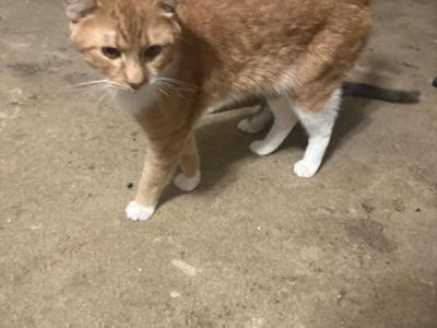 Garfield - Domestic - Gallery Photo #1