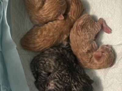 Five Kittens For Sale - Domestic - Gallery Photo #1