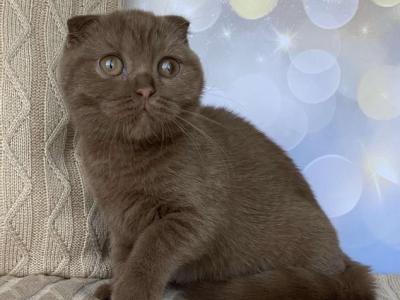 Mimi - Scottish Fold - Gallery Photo #1
