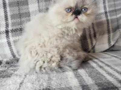Seal Point Himalayan Kitten - Persian - Gallery Photo #1
