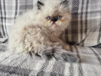 Seal Point Himalayan Kitten - Persian - Gallery Photo #1