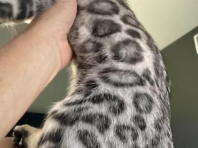 Thomas - Bengal - Gallery Photo #1