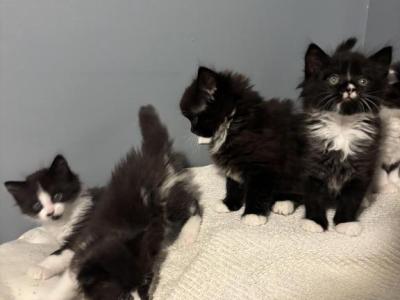 Black And White Kittens - Domestic - Gallery Photo #1