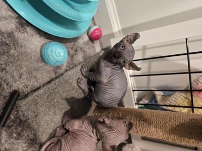 Canadian Bambinoo Sphinx - Sphynx - Gallery Photo #1