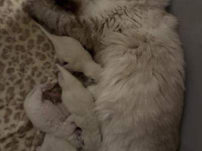 Roxies Litter Of 5 - Ragdoll - Gallery Photo #1