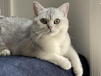 Sivac - British Shorthair - Gallery Photo #1