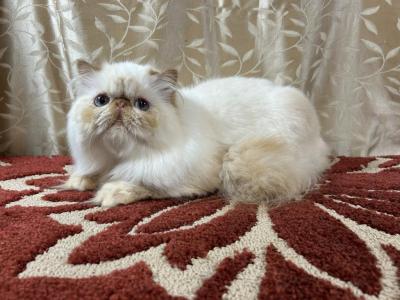 Cheeto - Himalayan - Gallery Photo #1